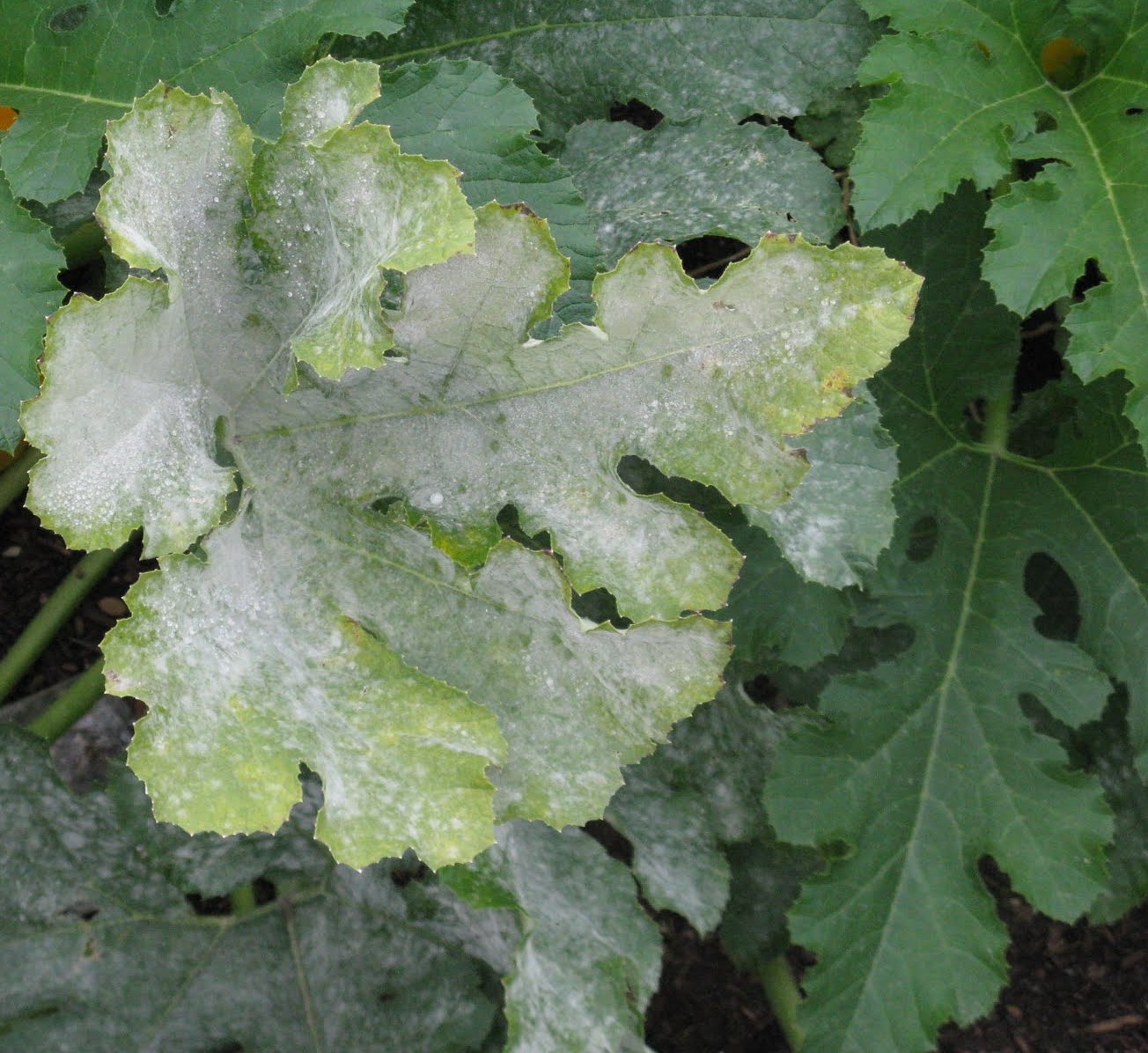 Managing Powdery Mildew On Grapevines Midwest Wine Press