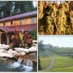 Oliver Winery