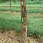 Crown Gall on Grape