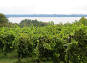 Ciccone Vineyard and Winery, Suttons Bay,  Michigan