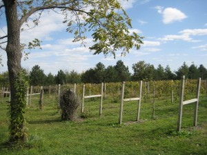Graue Vineyards at Middle Creek Winery