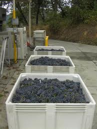 Microbins full of grapes (photo courtesy of Abacela Winery) 