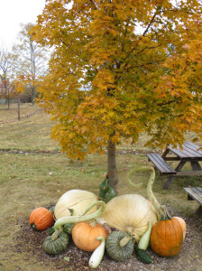 The University of Minnesota also breeds pumpkins and squash which are displayed in the vineyard. 