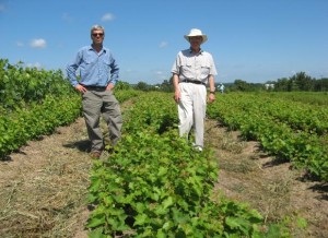 Lucian Dressel (right) and his son Joseph with Crimson Cabernet vines in July, 2011. (photo courtesy Lucian Dressel)