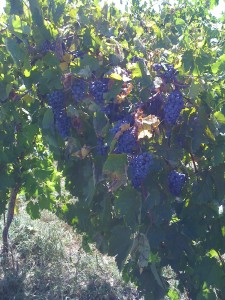 Crimson Cabernet growing at Somerset Ridge Vineyard & Winery (photo courtesy of the winery)
