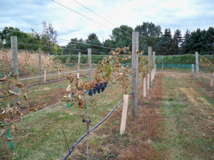 Marquette vines in Don Dinesen's vineyard that did not receive the KDL treatment.