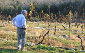 Hank Johnson built a rock glad vineyard at Chaumette Winery