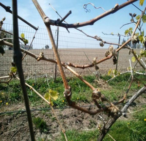 Spring 2012 vine damage at a    vineyard. (Photo courtesy of Iowa State University.) 