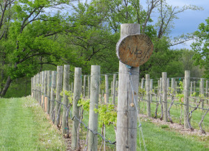 Tempranillo vines that were planted in 2008 grow at Walker's Bluff Winery near Carbondale, Illinois. 