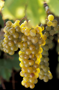 The La Crescent Grape, developed at the University of Minnesota 