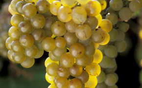 The La Crescent Grape, developed at the University of Minnesota
