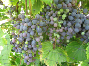 Frontenac Gris on the vine at 