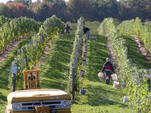 Hand harvesting at Brys Estate Winery in Michigan