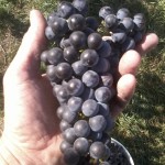 Ed Swanson's new Chancellor/Tempranillo hybrid has clusters that average 185 grams and berries that average 2.3 grams. 