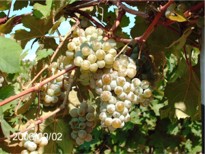 According to Davis Viticultural Research, Cab Dore ripens lot with no late season rots. 
