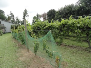 Zweigelt grapevines at Buccia Vineyard (courtesy Joanna Buccia)