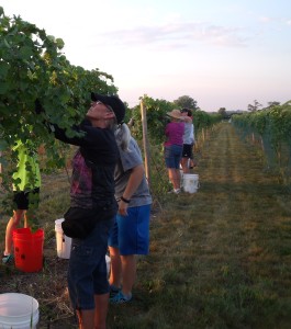 Harvesting at Cellar 426 Winery (courtesy Richard Hilske)