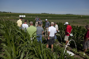 Dow herbicide training in Iowa places nervous young grape vines between rows of corn