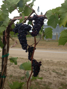 Marquette grapes on a high wire trellis at 