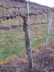 Some Foch vines at Wollersheim Winery are over 40 years old 