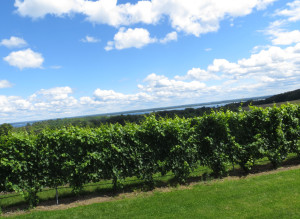 Brys Estate's Vineyard with Grand Traverse Bay in the background, Old Mission Peninsula Michigan