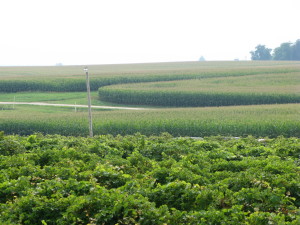 Grapes give way to corn at Mackinaw Valley Vineyard in Mackinaw, Illinois 