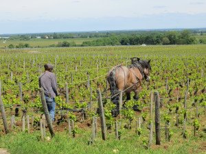 Traditions are respected in France more than the United States.  This photo was taken in the Cote du Nuits region during 2013  