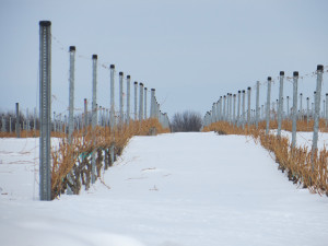 Snow in the vineyard's of Michigan's Old Mission Peninsula is currently two to four feet deep.