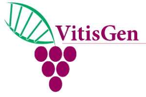 Vitis-Gen-Web-Banner-4
