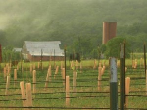 The vineyard at Edg-Clif Farms