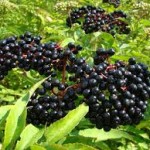 Elderberries have long been known to be an immunity booster. 