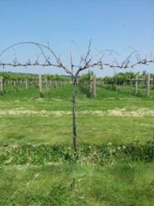 A sad sight, a dead Noiret vine