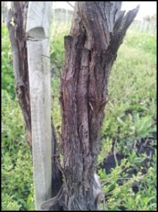A winter damaged vine trunk