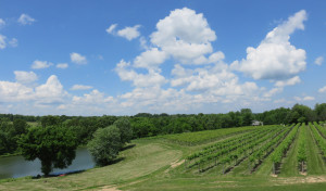 The vineyard at Alto Pass Winery in 