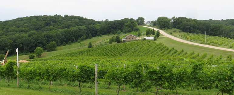 Park Farm Winery's 11 acre vineyard in Bankston, Iowa as seen from the entrance to the tasting room.