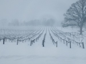 The vineyard at St Julian Winery in January 2014 (courtesy St Julian)