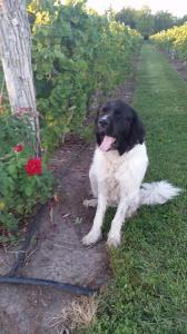 Cooper, Holy-Field Winery's popular Landseer Newfoundland (courtesy the winery)