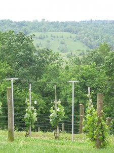 The First Vineyard in Nicholasville, Kentucky