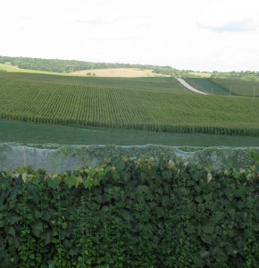 Grapes give way to corn in the Driftless region of Northeast Iowa.