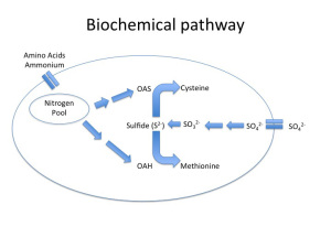 Fig. 1a Sulfate Reduction Pathway in 'Healthy