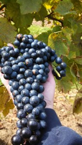 While the common belief has always been that bigger clusters and bigger berries mean lower juice quality, Pennsylvania grower William Bahl has found the opposite to be true. Since adopting a foliar feeding program in his New Albany vineyard, he has been producing larger clusters that yield the kind of juice wineries desire.