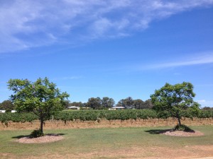 Capercaillie's vineyard in the Hunter Valley, Australia. The Chambourcin is at the back near those houses!