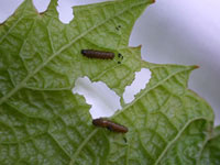 Grape flea beetle larvae. Eric Burkness, University of Minnesota