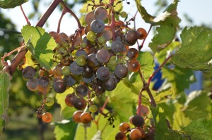 Shot berries on Frontenac Gris