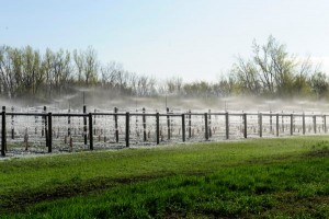 Of the 27 acres of vineyards managed by Round Lake Vineyards, the 18 estate acres have an overhead sprinkler to protect from frost.