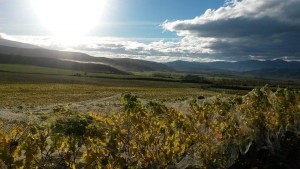 Forrest's vineyard in Waitaki, New Zealand  just before harvest this year. (photo courtesy Forrest)