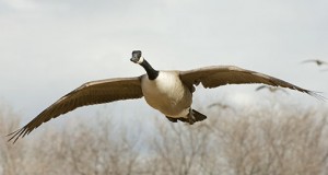 Giant Canada Goose. photo: americanhunter.org