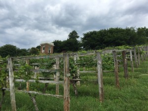 Thomas Jefferson's restored vineyard at Monticello 