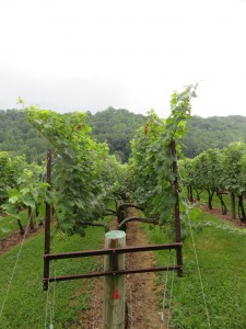 A modified Lyre Trellis System at DuCard Vineyards