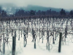 Vines at L. Mawby Winery in January (photo courtesy winery)